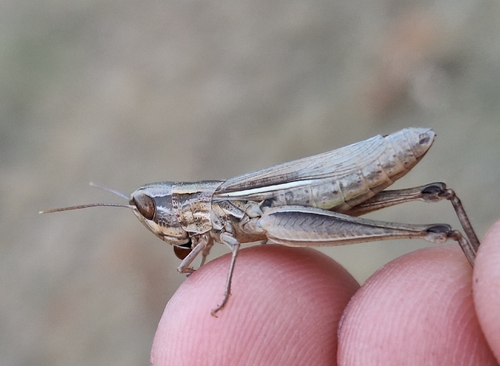 Jersey Grasshopper