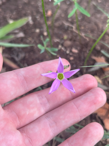 Oxalis drummondii, photograph 3