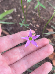 Oxalis drummondii, photograph (c) Alec Gosewehr, some rights reserved (CC BY-SA)
