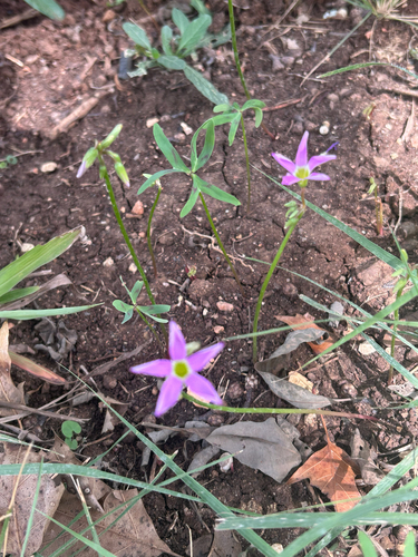 Oxalis drummondii