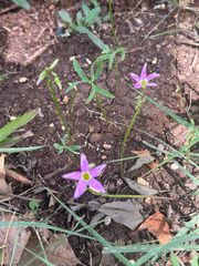 Oxalis drummondii