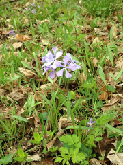 Phlox divaricata divaricata