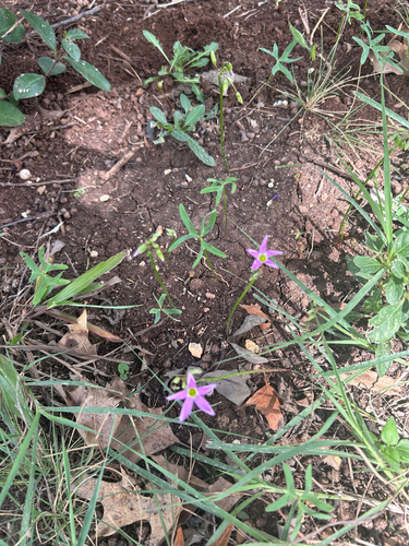 Oxalis drummondii, photograph 4
