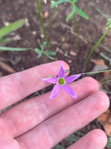 Oxalis drummondii, photograph 2