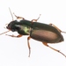 Metallic Harpalus - Photo (c) Marie Lou Legrand, some rights reserved (CC BY-NC), uploaded by Marie Lou Legrand