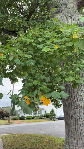 American tuliptree