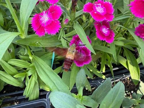 Hummingbird Clearwing