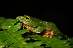 Zhangixalus aurantiventris