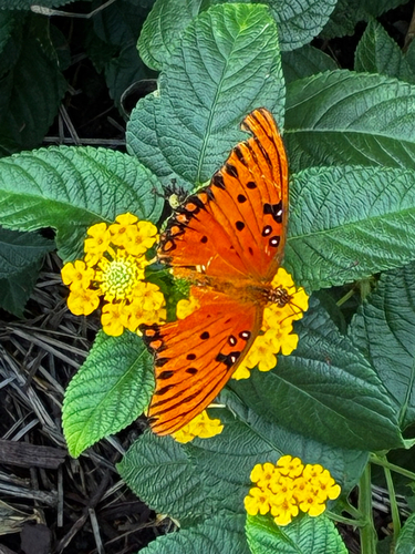 Gulf Fritillary