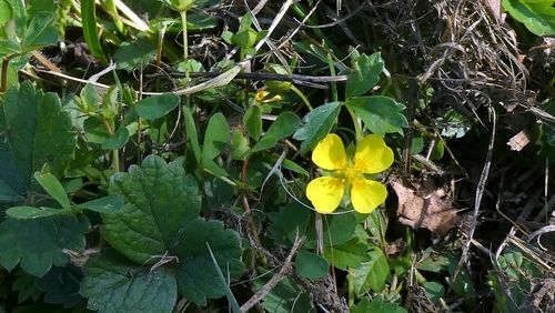 Potentilla anglica, photograph 1