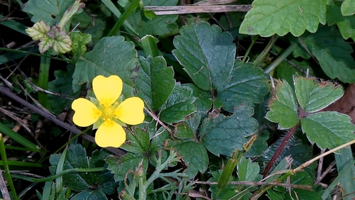 Potentilla anglica, photograph 2