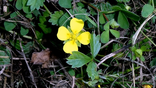 Potentilla anglica