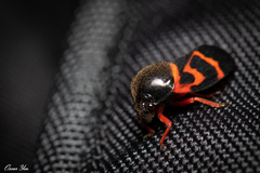 Okiscarta uchidae