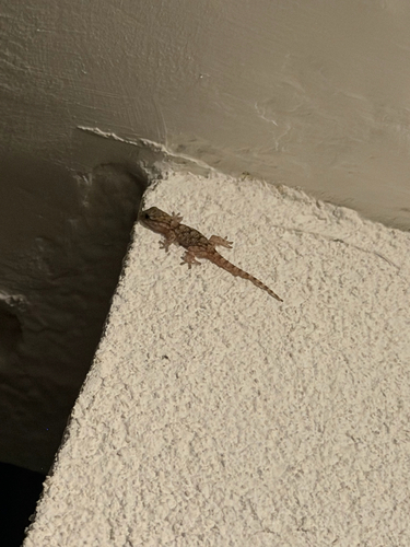 Moorish Gecko