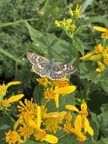 Common Checkered-Skipper