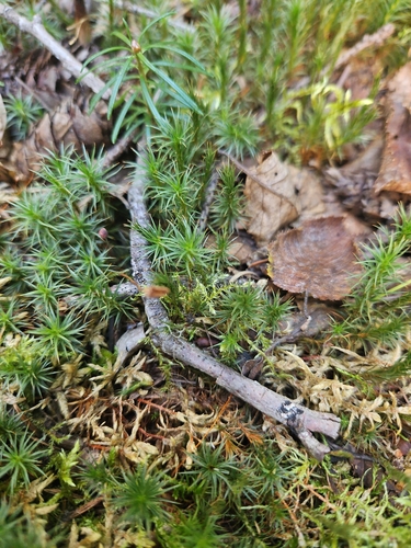 juniper haircap moss