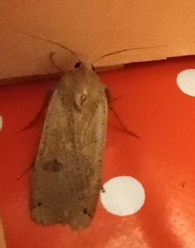 Large Yellow Underwing