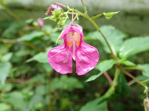 Impatiens textorii, photograph 3
