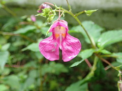 Impatiens textorii, photograph (c) 村山史世　（Fumiyo MURAYAMA), some rights reserved (CC BY)