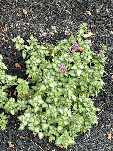 Spotted deadnettle