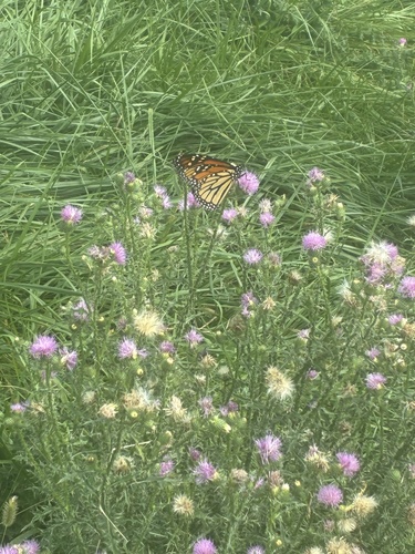 Monarch