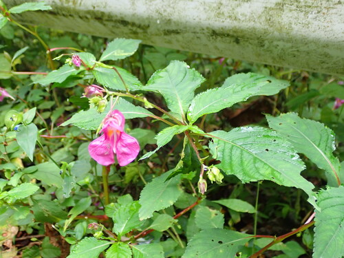 Impatiens textorii, photograph 4