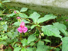 Impatiens textorii, photograph (c) 村山史世　（Fumiyo MURAYAMA), some rights reserved (CC BY)