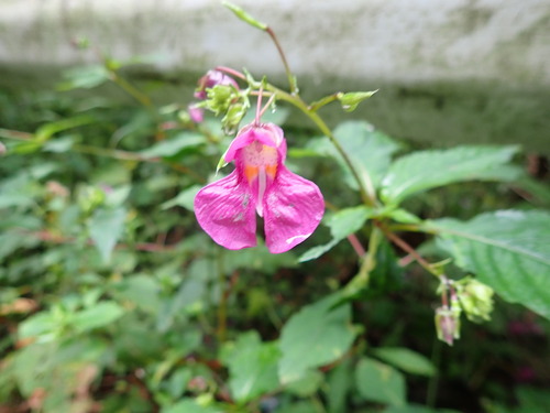 Impatiens textorii, photograph 5
