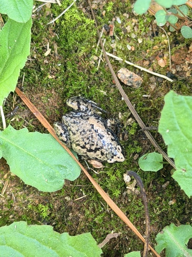 Eastern Narrow-mouthed Toad