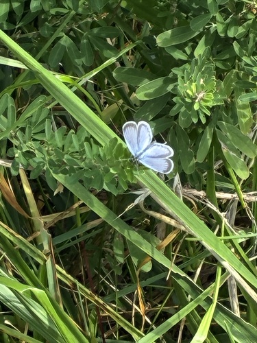 Eastern Tailed-Blue