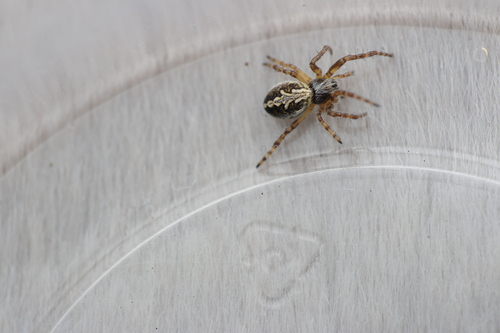 Oak Spider