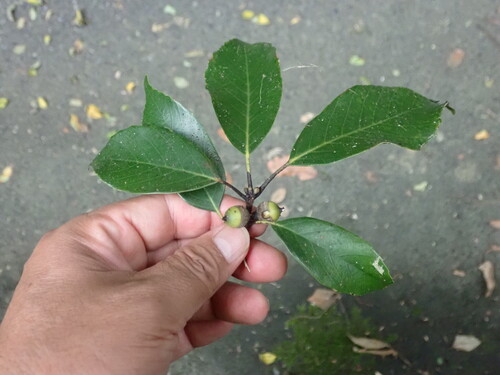 Quercus glauca, photograph 3