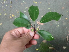 Quercus glauca, photograph (c) 村山史世　（Fumiyo MURAYAMA), some rights reserved (CC BY)
