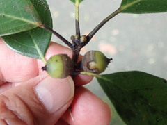 Quercus glauca, photograph (c) 村山史世　（Fumiyo MURAYAMA), some rights reserved (CC BY)