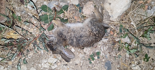European Rabbit