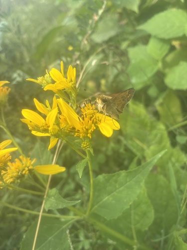 Huron Skipper
