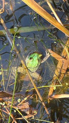 Green Frog