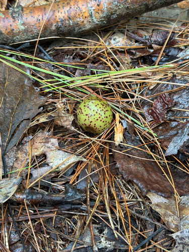 Oak Apple Gall Wasp