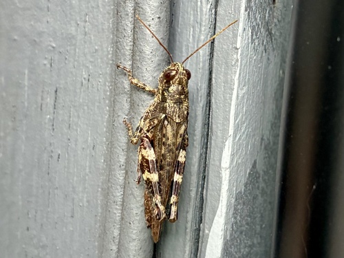 Pine tree Spur-throat Grasshopper
