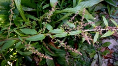 Lipandra polysperma, photograph author not stated, no rights reserved
