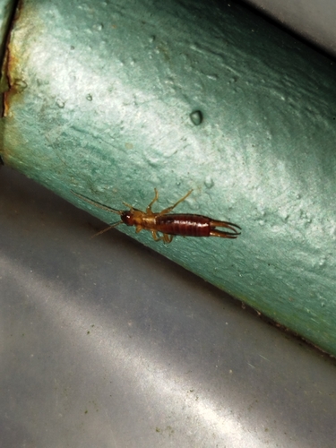 Hop-garden Earwig