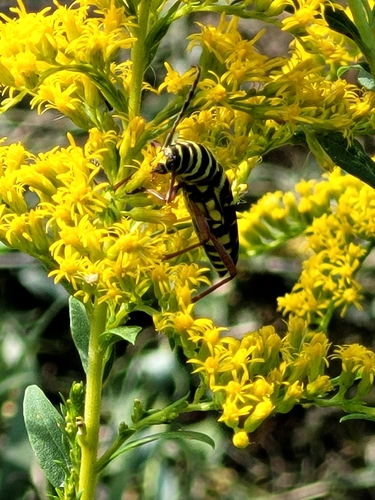 Locust Borer