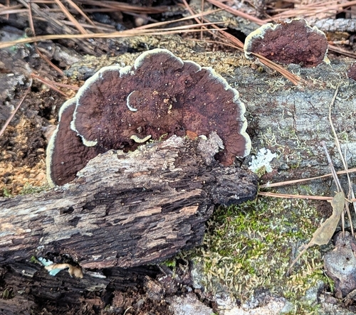 Mustard Yellow Polypore