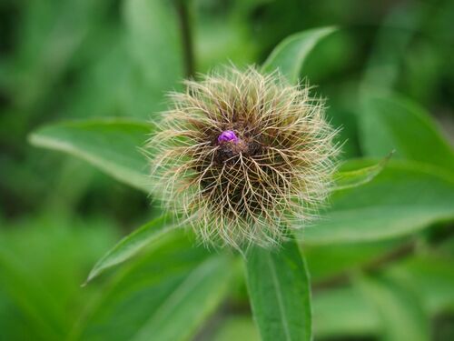 Centaurea phrygia pseudophrygia