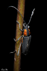 Prothema ochraceosignata