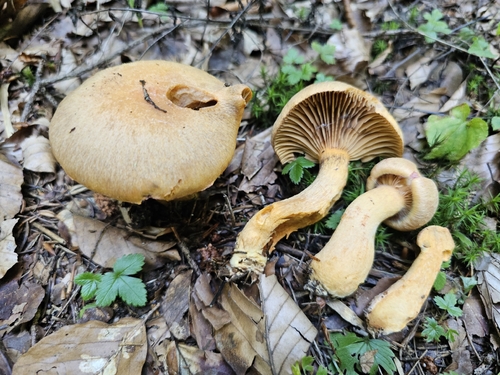 Chroogomphus helveticus