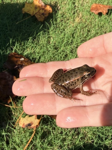 Southern Leopard Frog