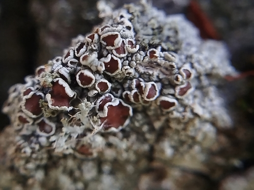 Brown-eyed Rim Lichen