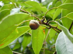 Quercus glauca, photograph (c) 村山史世　（Fumiyo MURAYAMA), some rights reserved (CC BY)