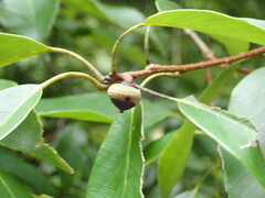 Quercus glauca